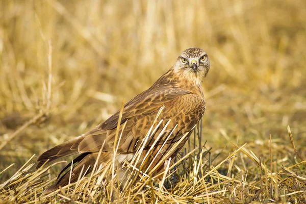 Yırtıcı kuş. Şahin. Sarı doğa arka planı. Kuş: Uzun bacaklı Şahin. Buteo rufinus.