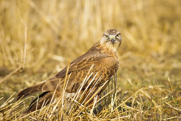 Petolintu Korppikotka Keltaisen Luonnon Tausta Lintu Pitkäsäärinen Korppikotka Buteo Rufinus — kuvapankkivalokuva