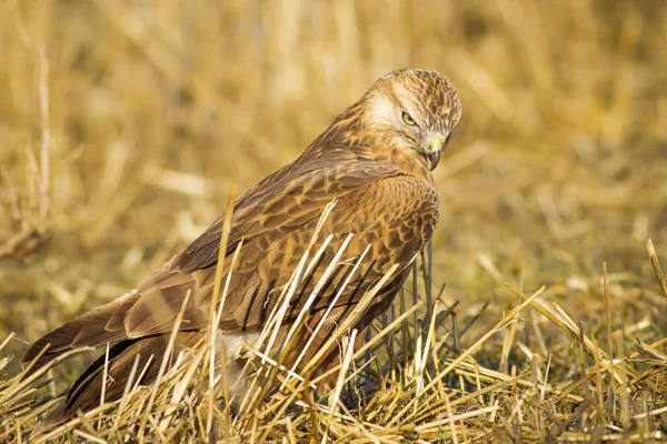 Oiseau Proie Buzzard Fond Nature Jaune Oiseau Buse Longues Pattes — Photo