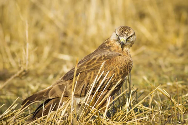 Oiseau Proie Buzzard Fond Nature Jaune Oiseau Buse Longues Pattes — Photo