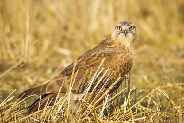 Oiseau Proie Buzzard Fond Nature Jaune Oiseau Buse Longues Pattes — Photo