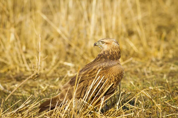 Pássaro Rapina Buzzard Fundo Natureza Amarela Buzzard Pernas Compridas Buteo — Fotografia de Stock