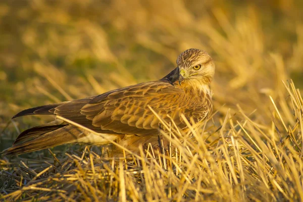 Yırtıcı kuş. Şahin. Sarı doğa arka planı. Kuş: Uzun bacaklı Şahin. Buteo rufinus.