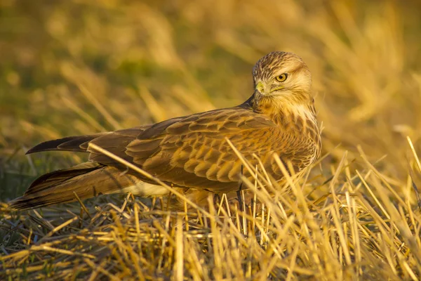 Yırtıcı kuş. Şahin. Sarı doğa arka planı. Kuş: Uzun bacaklı Şahin. Buteo rufinus.
