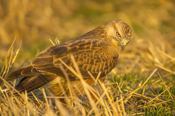 Yırtıcı kuş. Şahin. Sarı doğa arka planı. Kuş: Uzun bacaklı Şahin. Buteo rufinus.