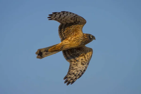 Flying bird. Bird: Hen Harrier. Circus cyaneus. Blue sky background.