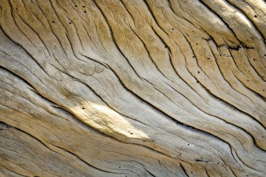 Doğal ahşap detay. Doğa deseni arka planı.  