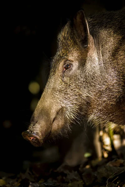 Wild Boar Forest Nature Background — Stock Photo, Image