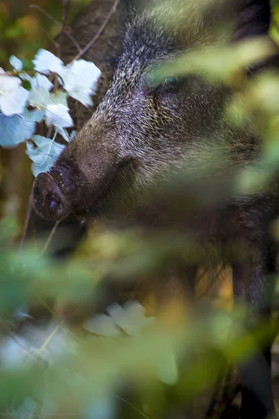 Wild Boar Forest Nature Background — Stock Photo, Image