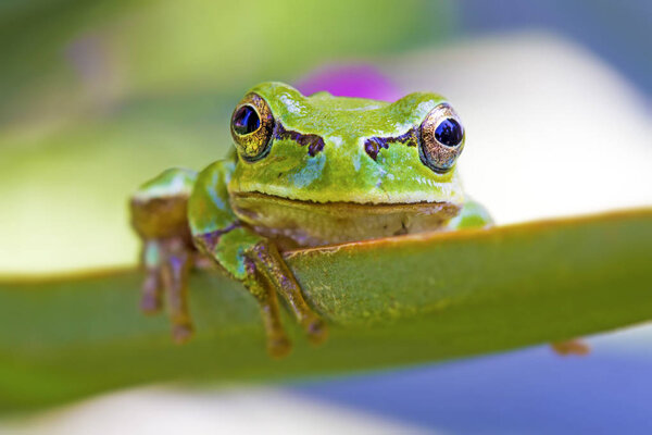 Cute frog. Green nature background.