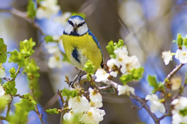 Doğa ve ortak sevimli küçük kuş. Doğal arka plan.
