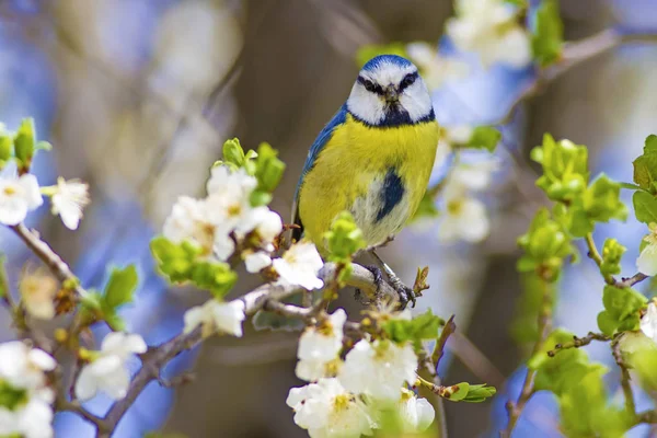 Doğa ve ortak sevimli küçük kuş. Doğal arka plan.