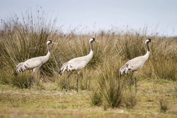 Dimmig Skog Och Fågel Fågel Gemensam Kran Grus Grus Dimmig — Stockfoto