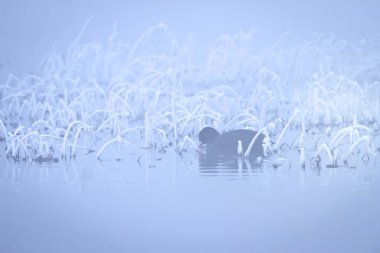 Kış ve hayvanlar. Doğa arka planı.