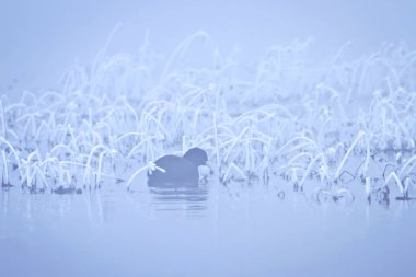 Kış ve hayvanlar. Doğa arka planı.