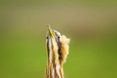 Vahşi kuş. Yeşil doğa arka planı. Kuş: Avrasya Bittern. Boğa burcu yıldızları.
