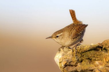 Sevimli kuş. Kahverengi doğal arka plan. Kuş: Avrasya Çit kuşu. Troglodytes troglodytes.