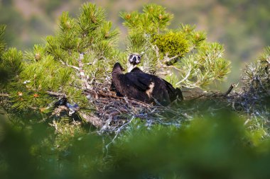 Akbaba yuvası. Cinereous Akbaba. Çam ağacı. Yeşil orman arka planı.