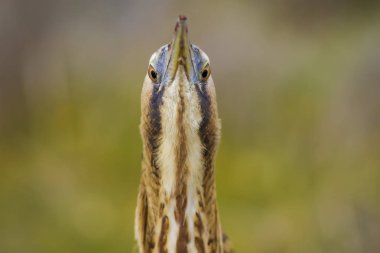Vahşi kuş. Yeşil doğa arka planı. Kuş: Avrasya Bittern. Boğa burcu yıldızları.