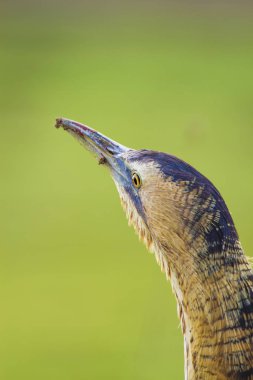 Vahşi kuş. Yeşil doğa arka planı. Kuş: Avrasya Bittern. Boğa burcu yıldızları.