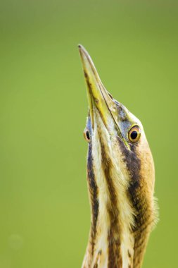 Vahşi kuş. Yeşil doğa arka planı. Kuş: Avrasya Bittern. Boğa burcu yıldızları.