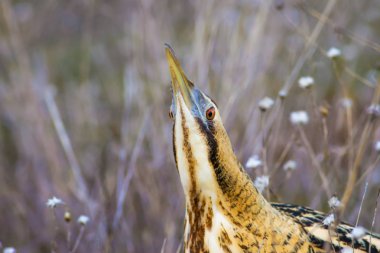 Vahşi kuş. Yeşil doğa arka planı. Kuş: Avrasya Bittern. Boğa burcu yıldızları.