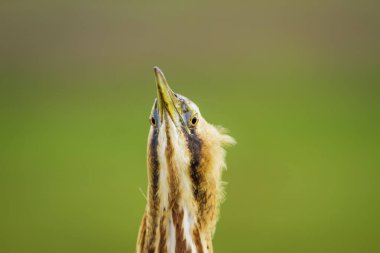 Vahşi kuş. Yeşil doğa arka planı. Kuş: Avrasya Bittern. Boğa burcu yıldızları.