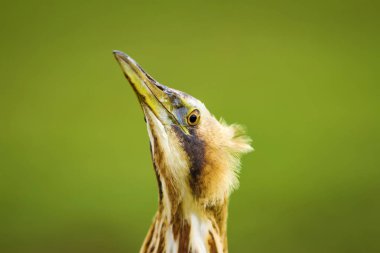 Vahşi kuş. Yeşil doğa arka planı. Kuş: Avrasya Bittern. Boğa burcu yıldızları.