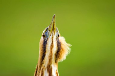 Vahşi kuş. Yeşil doğa arka planı. Kuş: Avrasya Bittern. Boğa burcu yıldızları.