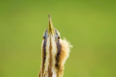 Vahşi kuş. Yeşil doğa arka planı. Kuş: Avrasya Bittern. Boğa burcu yıldızları.