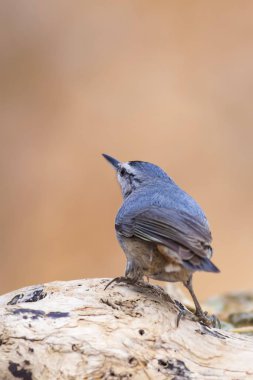 Doğa ve ortak sevimli küçük kuş. Doğal arka plan.
