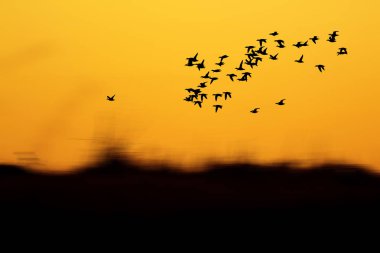Gün batımı doğası ve uçan kuşlar. Sıcak renkler ve gün batımı arka planı. 