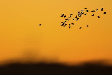 Gün batımı doğası ve uçan kuşlar. Sıcak renkler ve gün batımı arka planı. 