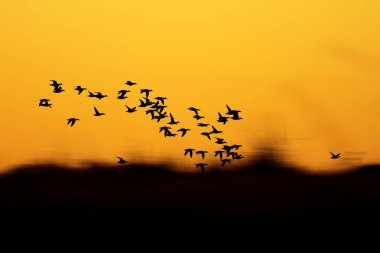 Gün batımı doğası ve uçan kuşlar. Sıcak renkler ve gün batımı arka planı. 