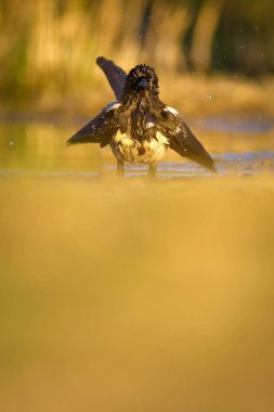 Avrasya Saksağan portresi. Yeşil doğa arka planı.
