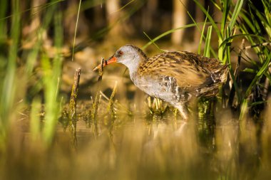 Su ve kuşlar. Kuşlar yaşam. Su doğa habitat arka plan.  