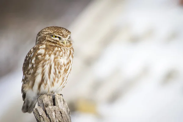 Cute Little Owl Nature Habitat Background Little Owl Athene Noctua — Stock Photo, Image