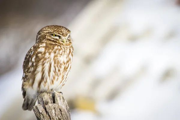 Cute Little Owl Nature Habitat Background Little Owl Athene Noctua — Stock Photo, Image