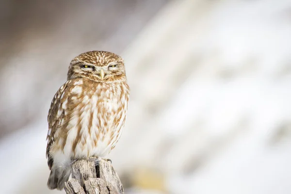 Winter Owl Little Owl Athene Noctua Nature Background — Stock Photo, Image