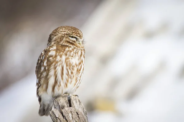 Cute Little Owl Nature Habitat Background Little Owl Athene Noctua — Stock Photo, Image