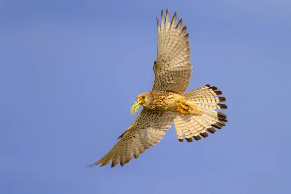 Fliegender Vogel Blauer Himmel Hintergrund Turmfalke Turmfalke Falco Naumanni — Stockfoto