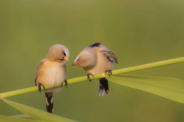 Beijos Pássaros Giros Pássaros Giros Fundo Natureza Verde Pássaro Reedling — Fotografia de Stock