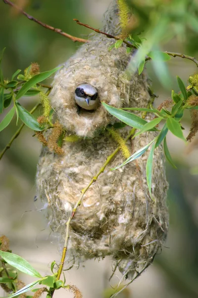 Doğa ve ortak sevimli küçük kuş. Doğal arka plan.