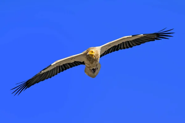 Vliegende Gier Blauwe Hemel Achtergrond Vogel Egyptische Gier — Stockfoto