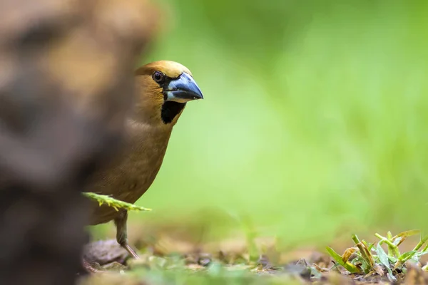 Natureza Pássaro Pequeno Bonito Comum Fundo Natural — Fotografia de Stock