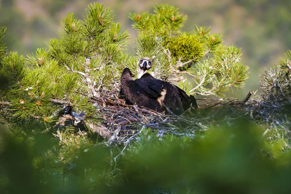 Akbaba yuvası. Cinereous Akbaba. Çam ağacı. Yeşil orman arka planı.