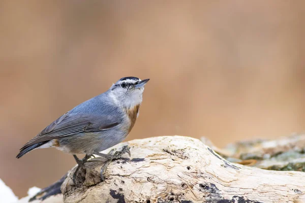 Doğa ve ortak sevimli küçük kuş. Doğal arka plan.