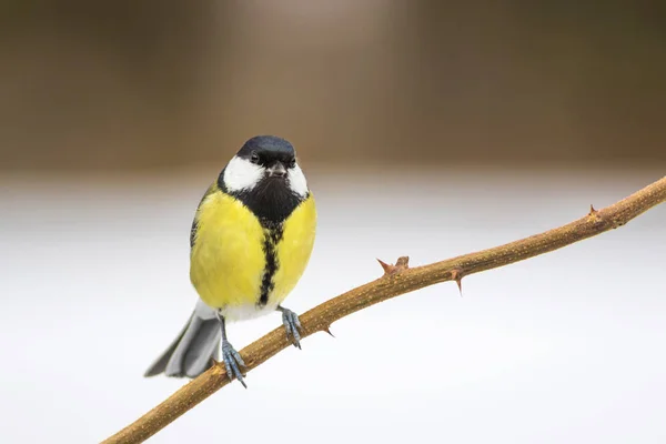 Doğa Ortak Sevimli Küçük Kuş Doğal Arka Plan — Stok fotoğraf
