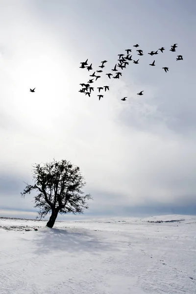 Latające Ptaki Zima Śnieg Samotne Drzewo Fotografia Przyrodnicza Krajobrazu — Zdjęcie stockowe