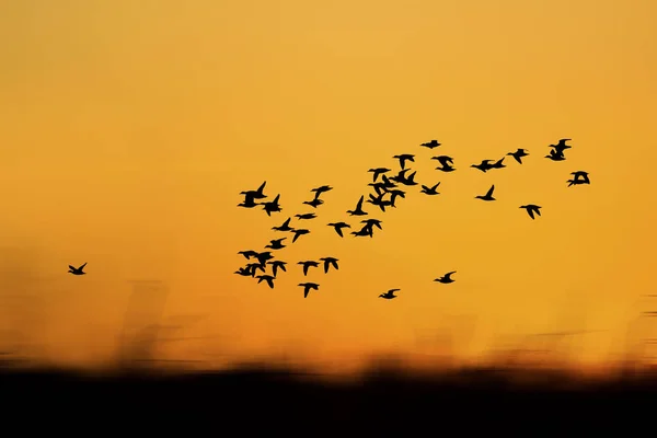 Solnedgång Natur Och Flygande Fåglar Varma Färger Och Solnedgång Bakgrund — Stockfoto